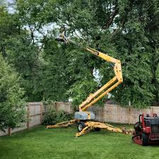 Best Lawn Disease Treatment  in Roseau, MN