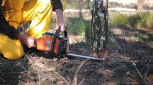 How Our Tree Care Process Works  in Roseau, MN