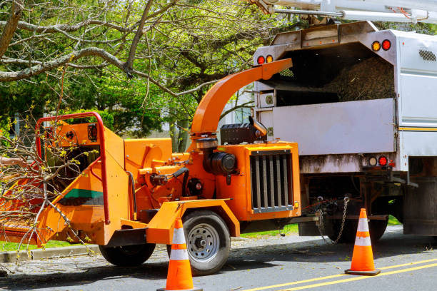 Best Storm Damage Tree Cleanup  in Roseau, MN