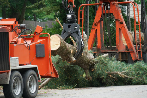 Best Tree Removal  in Roseau, MN